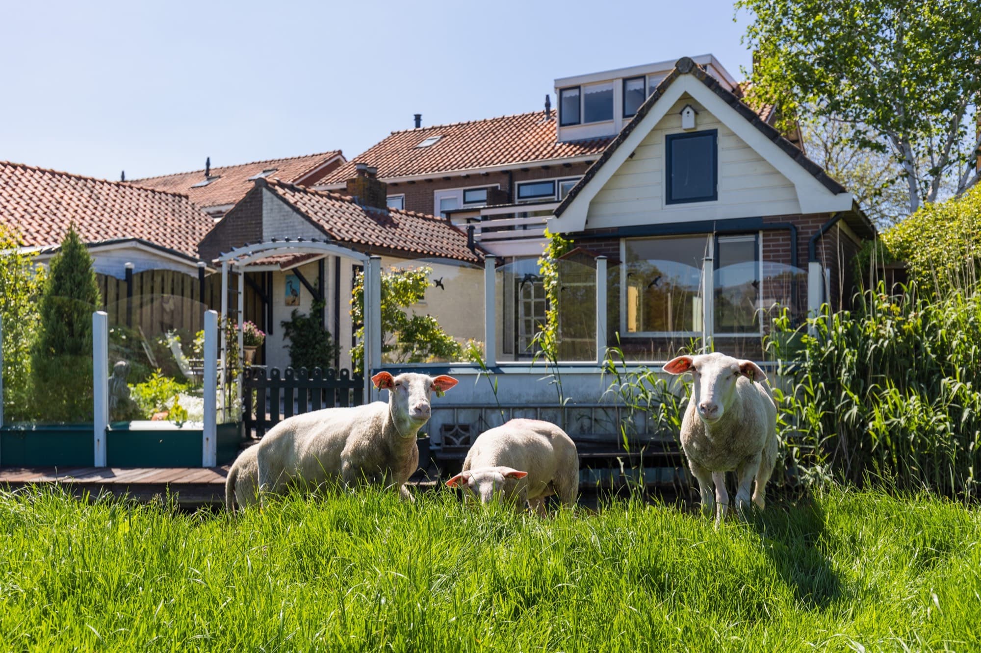 Schapen in het dorp