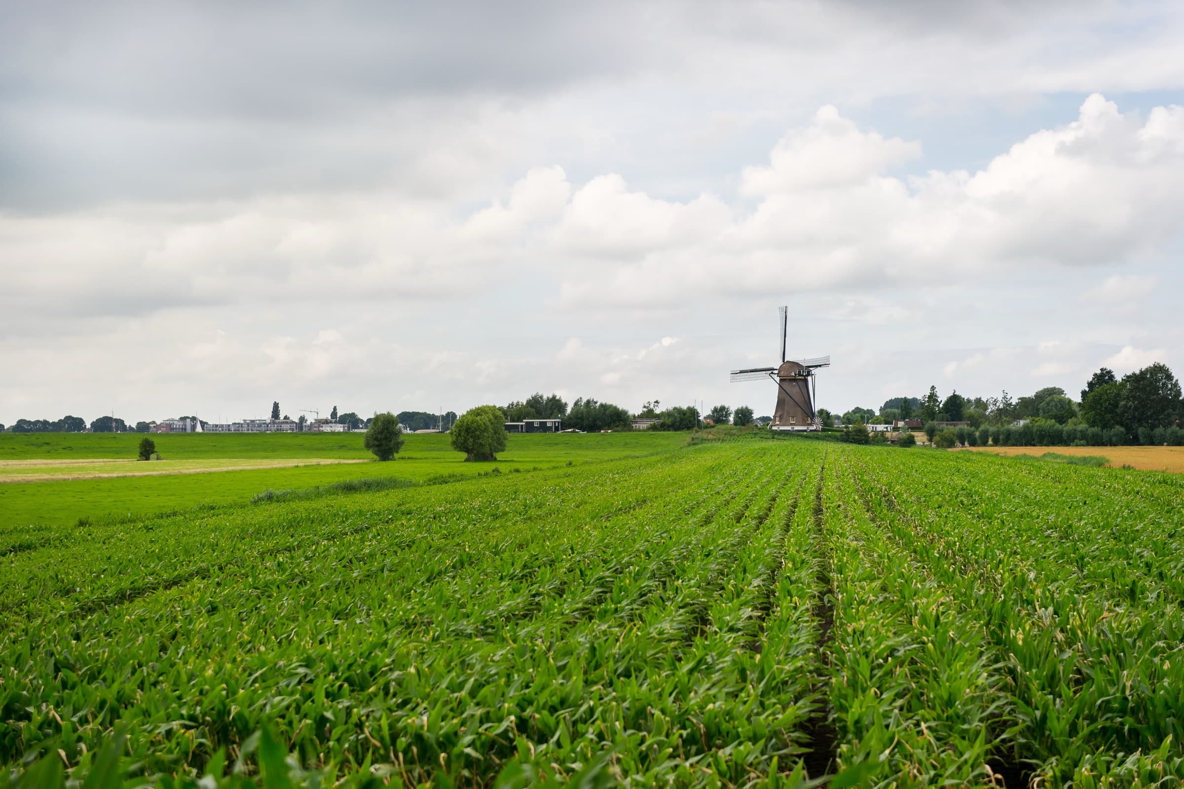 Molen in de polder
